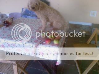 [Image: Fotografii-0134.jpg]