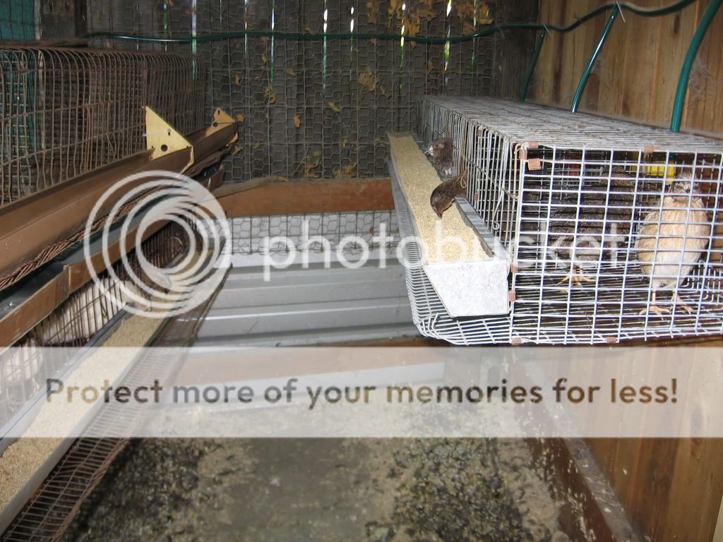 My Quail Pens