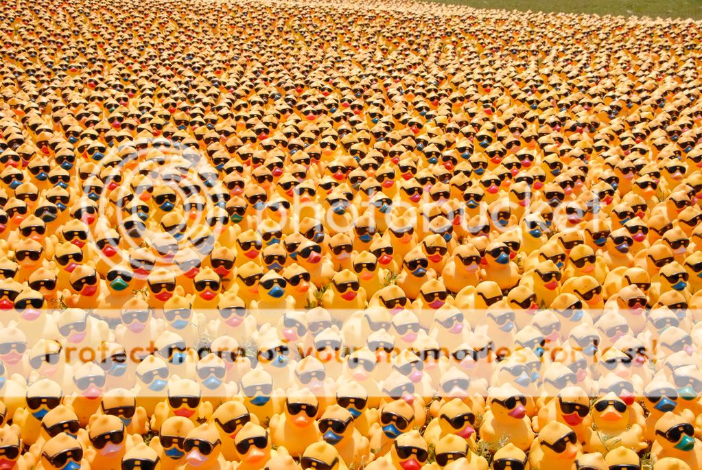 rubberducks.jpg