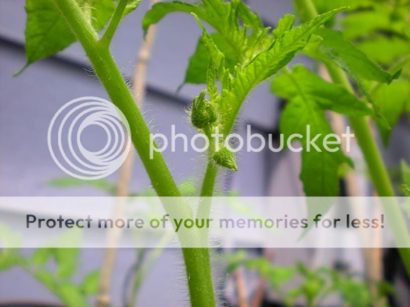 Supersteak megablooms