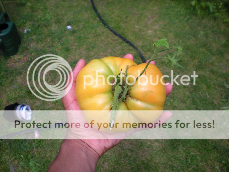 26oz Kellogg's Breakfast Tomato 3 photo 26ozKBm1.png