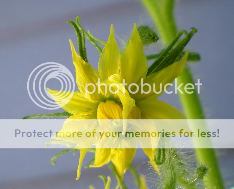 Tomato Triple flower megabloom