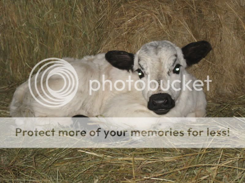 Is this right?  Please give advice. - Cattle