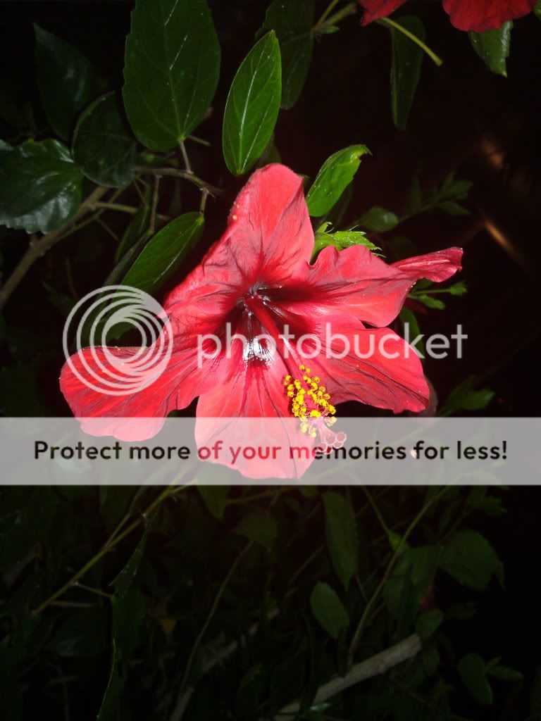 Hỏi cũ rích: Tầm 5tr nên mua điện thoại nào chụp hình đẹp - 11