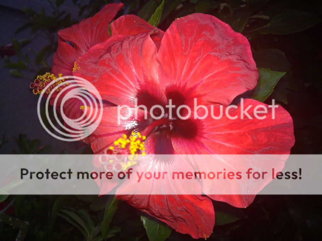 topic về những hình ảnh chụp bằng điện thoại di động - 9