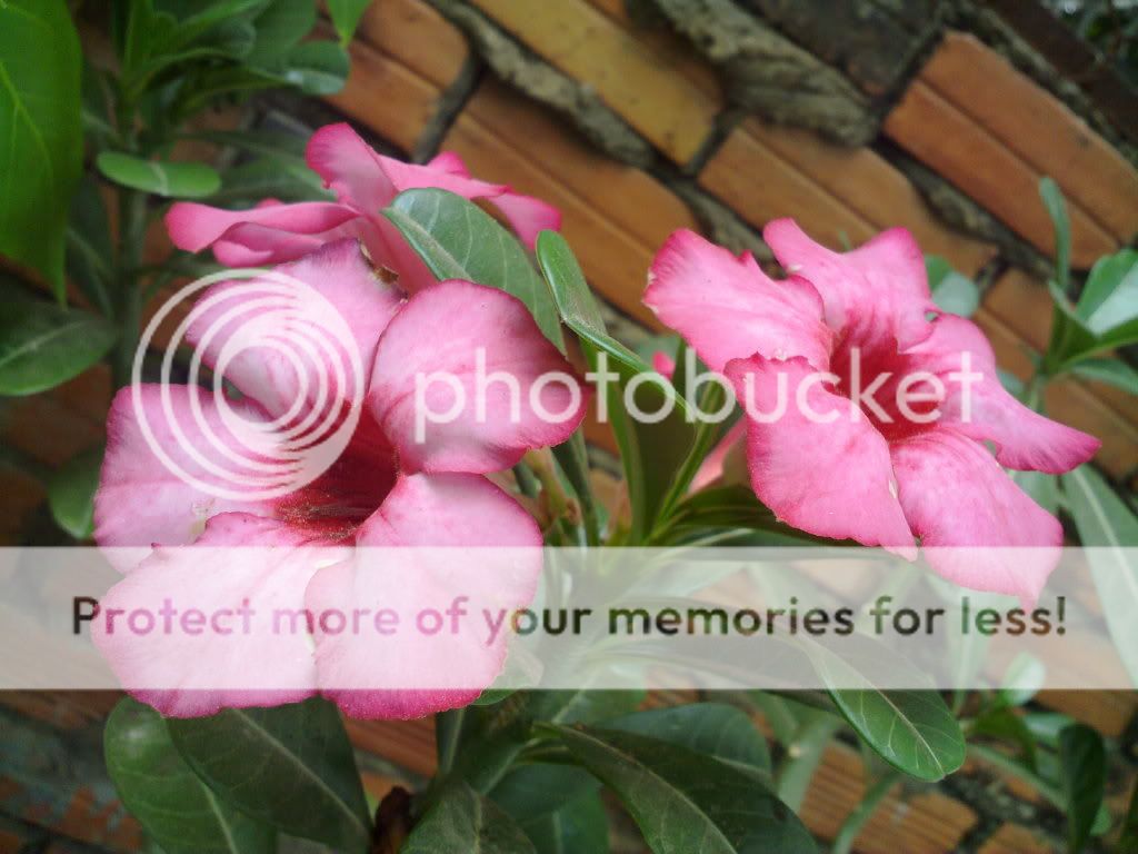 topic về những hình ảnh chụp bằng điện thoại di động - 10