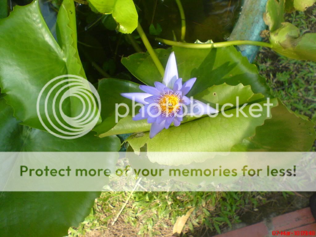 topic về những hình ảnh chụp bằng điện thoại di động - 14