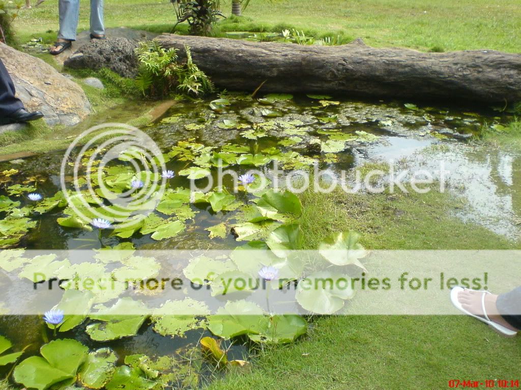 topic về những hình ảnh chụp bằng điện thoại di động - 9