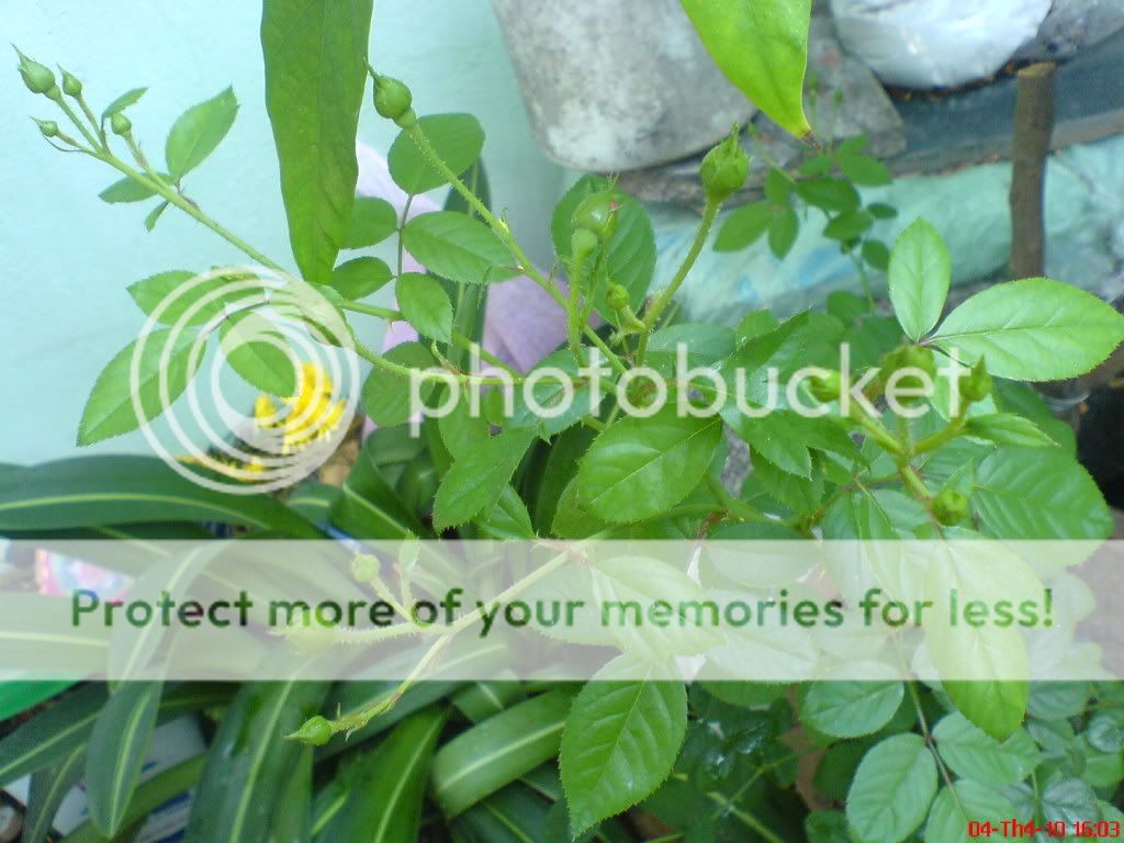 topic về những hình ảnh chụp bằng điện thoại di động - 11