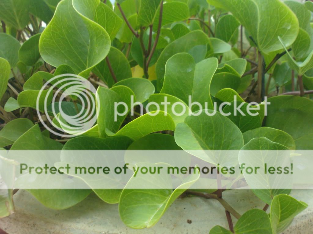 topic về những hình ảnh chụp bằng điện thoại di động - 2