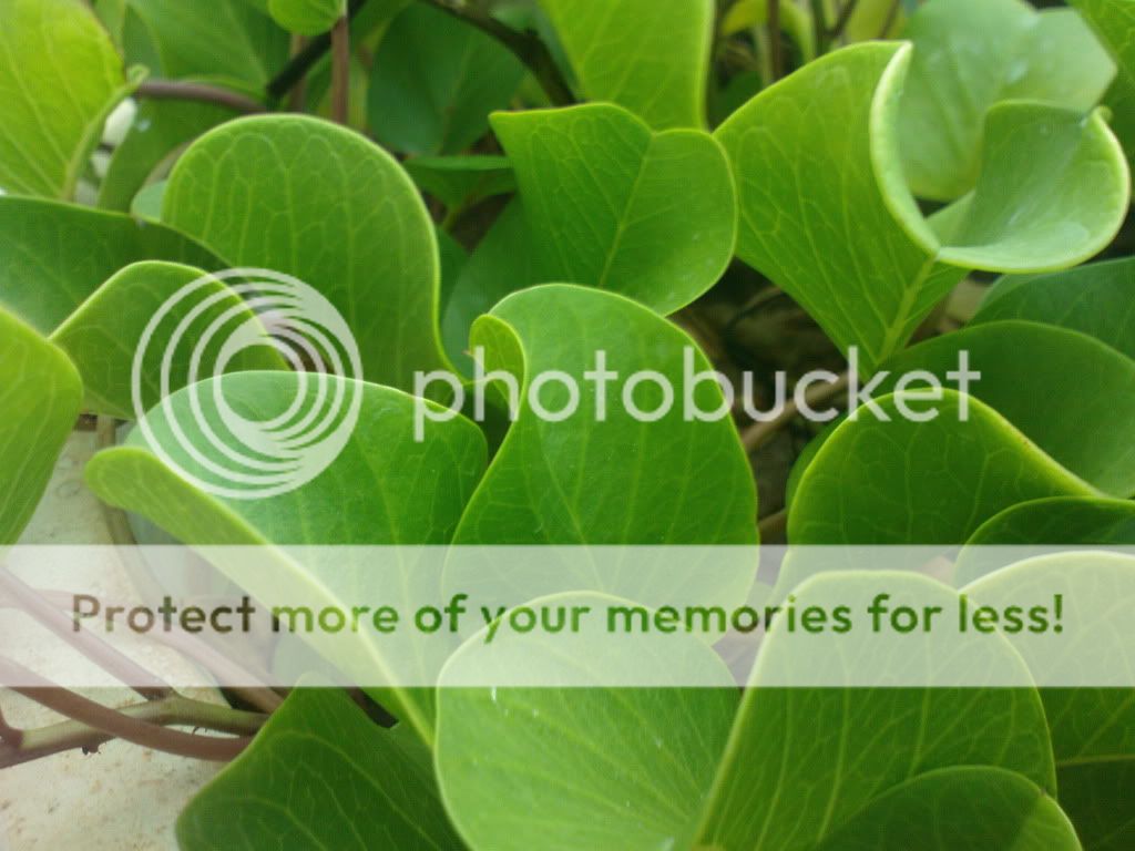 topic về những hình ảnh chụp bằng điện thoại di động - 1