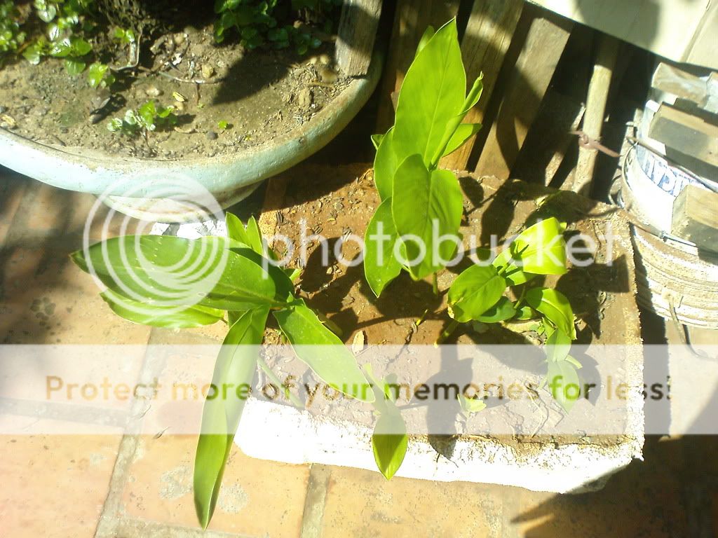 topic về những hình ảnh chụp bằng điện thoại di động