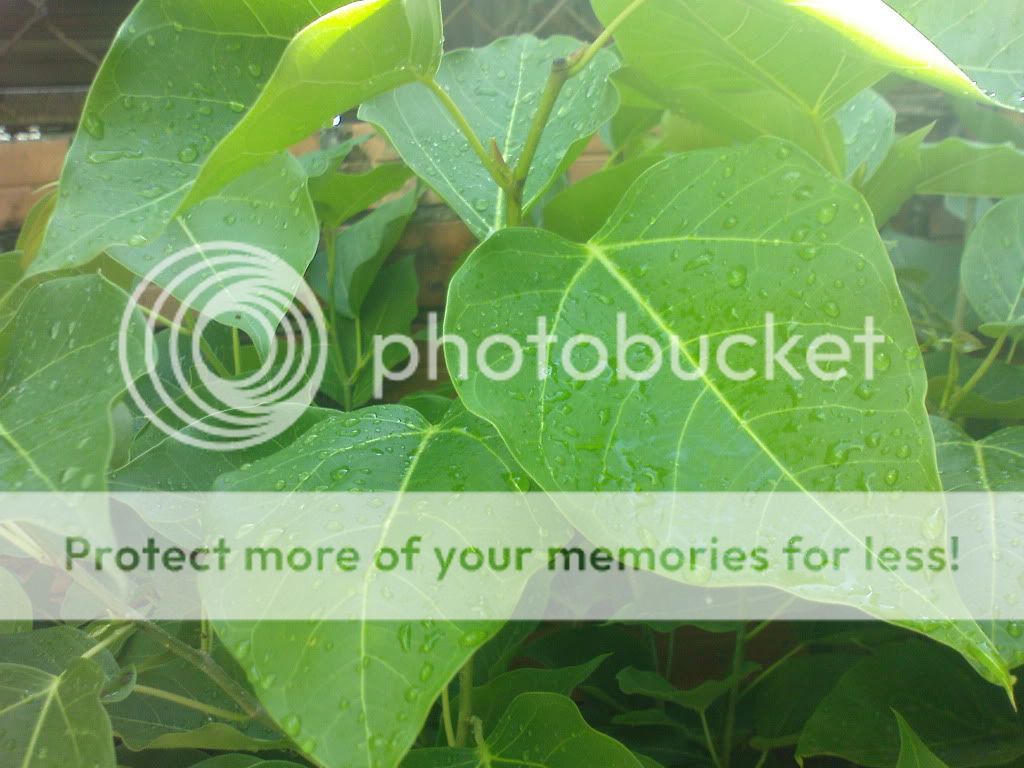 topic về những hình ảnh chụp bằng điện thoại di động - 1