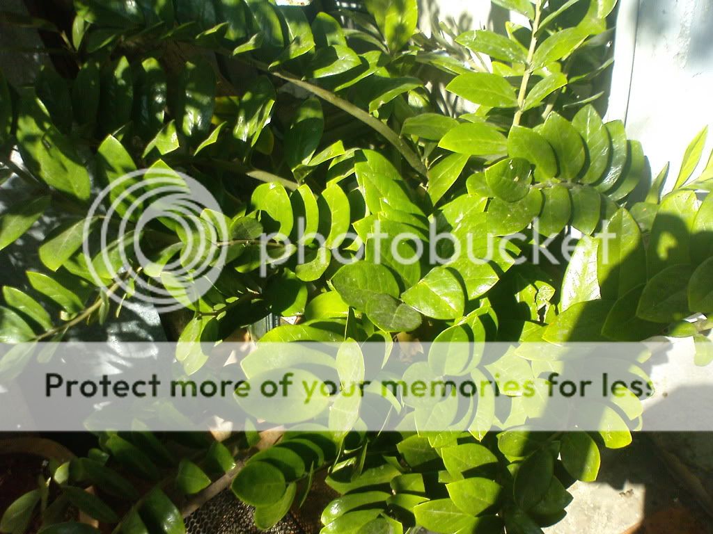 topic về những hình ảnh chụp bằng điện thoại di động - 5