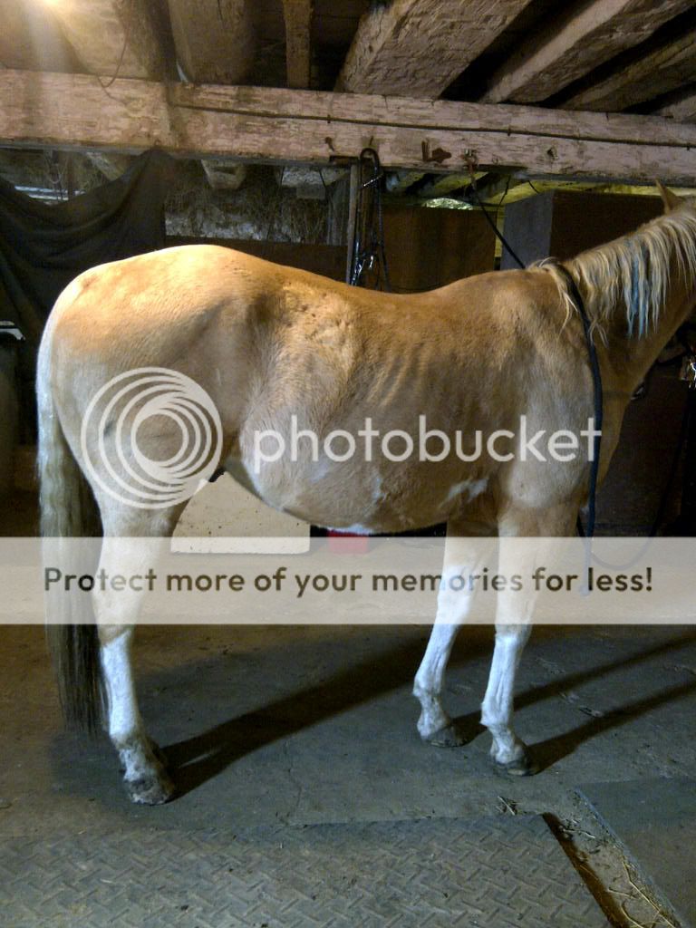 Is my horse too thin and does he have a worm belly? The Horse Forum